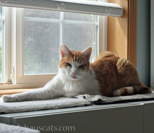 Quint likes warm beds window-side © Colehauscats.com
