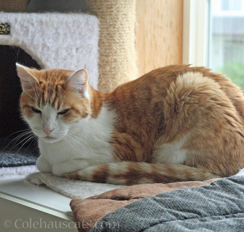 Quint on heated mat © Colehauscats.com