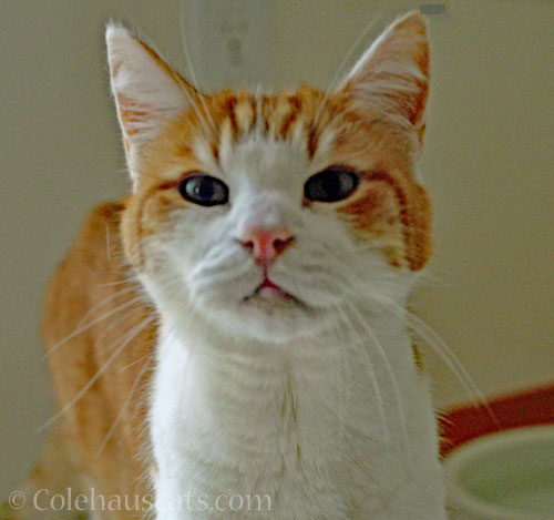 What was that? © Colehauscats.com