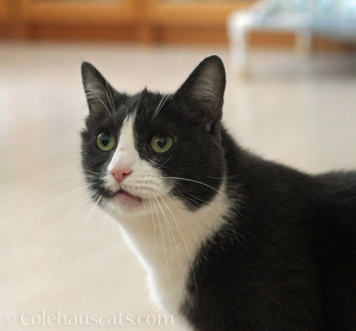 Tessa complains © Colehauscats.com