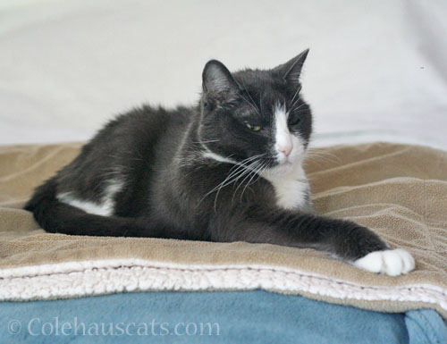 Tessa claiming Quint's blanket © Colehauscats.com