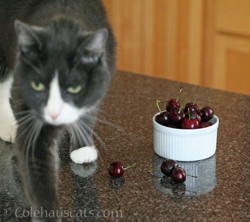 Tessa and cherries © Colehauscats.com