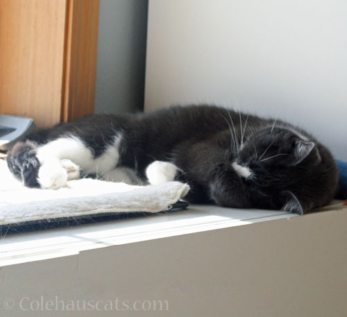 Tessa sleeps on it © Colehauscats.com
