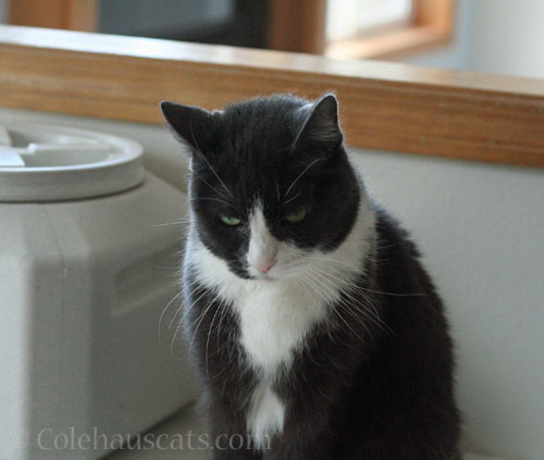 Tessa sulks © Colehauscats.com