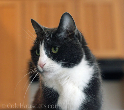 Tessa © Colehauscats.com
