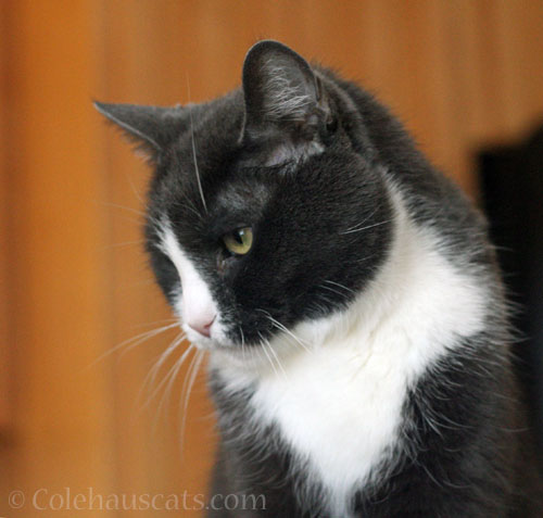 Tessa's self-to-self talk © Colehauscats.com