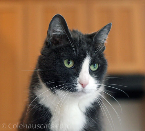 Tessa's self-talk © Colehauscats.com