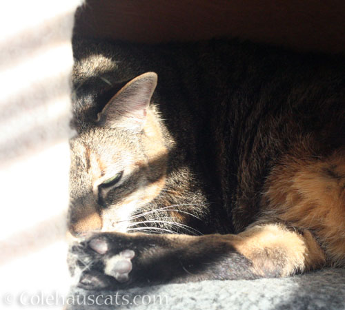 Viola © Colehauscats.com