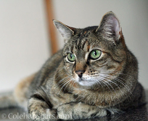 Viola Niblet, June 2026 © Colehauscats.com