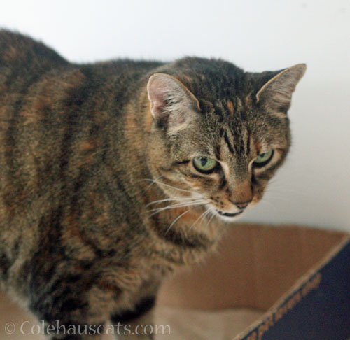 Viola has a gripe © Colehauscats.com