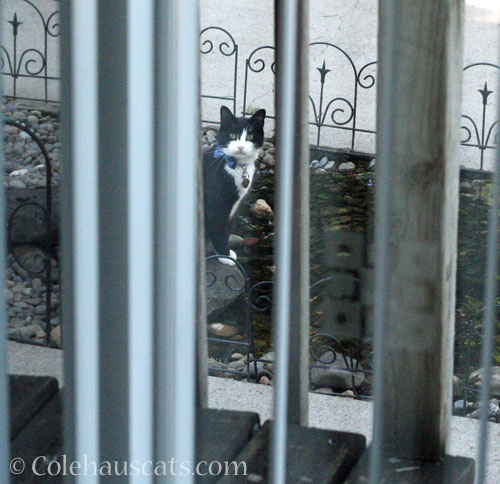 Neighborhood cat Blueberry, 2026 © Colehauscats.com