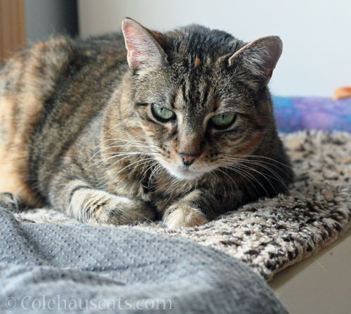Brave Viola © Colehauscats.com
