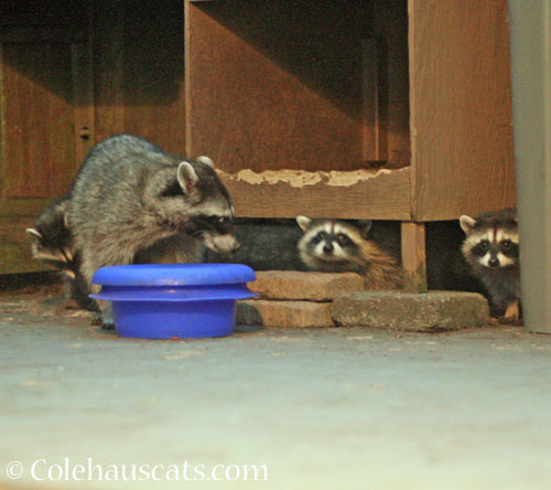 Mama with 3 kits, Summer 2026 © Colehauscats.com