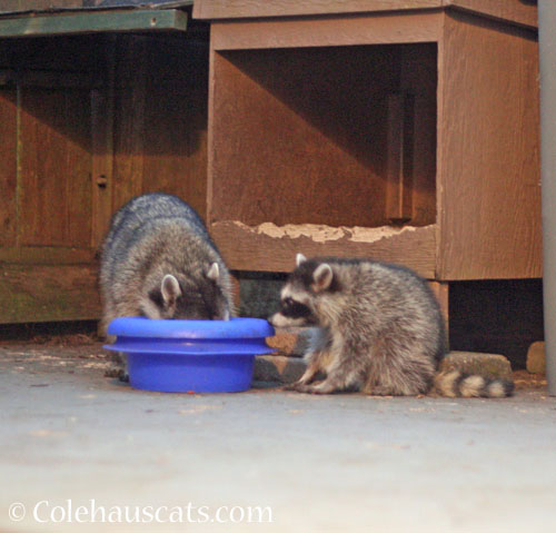 Mama plus kit, Summer 2026 © Colehauscats.com