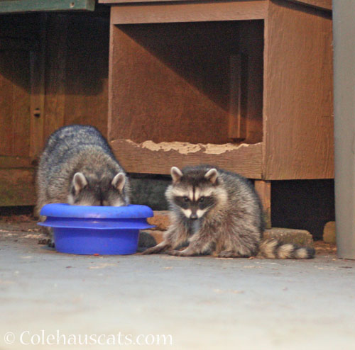Hey there, little one! © Colehauscats.com