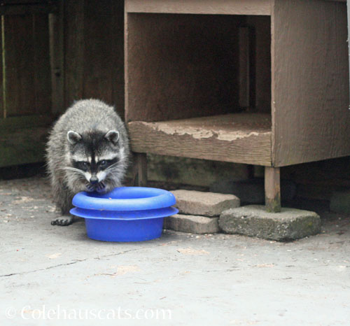 A big raccoon visits © Colehauscats.com