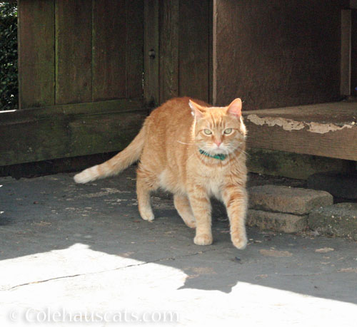 Visitor Zerbe, July 2026 © Colehauscats.com