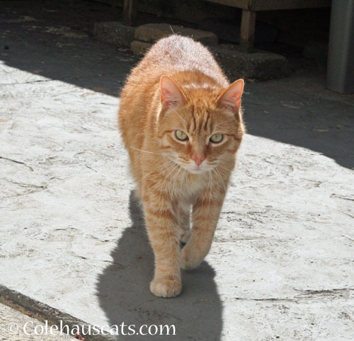 Visitor Zerbe, July 2026 © Colehauscats.com