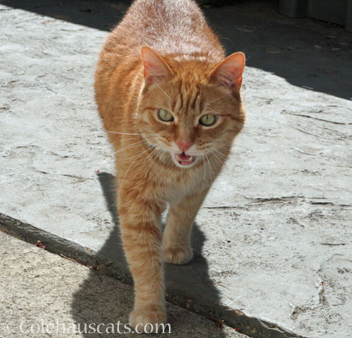 Visitor Zerbe, July 2026 © Colehauscats.com
