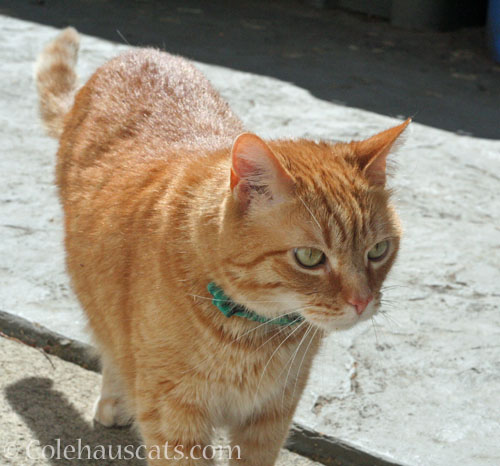 Visitor Zerbe, July 2026 © Colehauscats.com