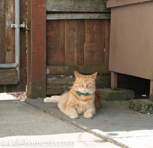 Visitor Zerbe, July 2026 © Colehauscats.com