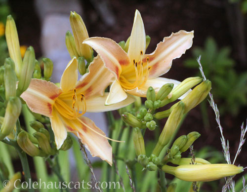 Lone Backyard Daylily, 2026 © Colehauscats.com