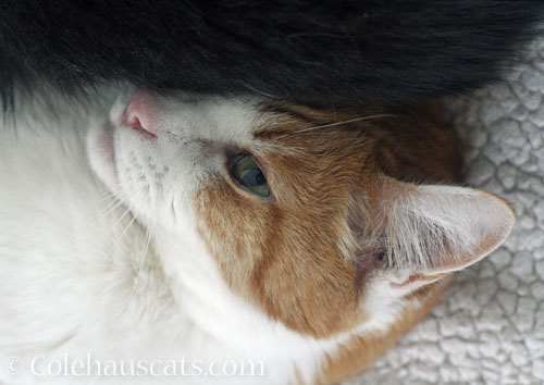 Kind but not brave Quint © Colehauscats.com