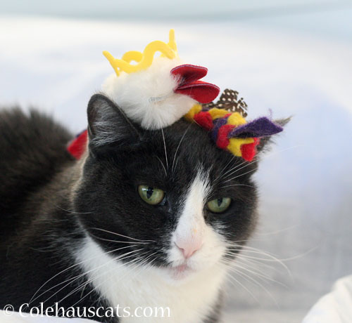 Tessa and toys © Colehauscats.com