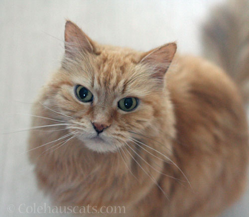 Angel Pia, 2025 © Colehauscats.com
