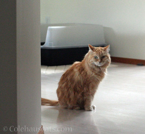 Angel Pia, 2025 © Colehauscats.com