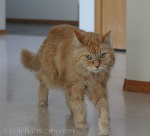 Angel Pia, 2026 © Colehauscats.com