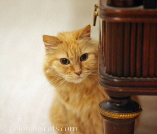 Angel Pia © Colehauscats.com