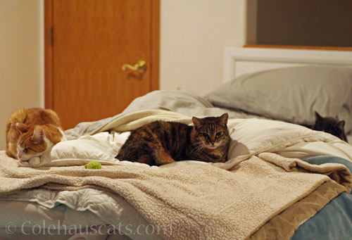 Quint, Viola and Tessa © Colehauscats.com