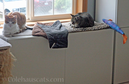 Quint, empty blanket, Viola, Trout © Colehauscats.com