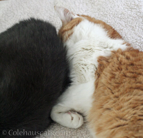 Tessa and Quint © Colehauscats.com