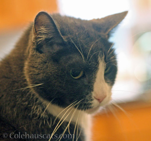 Tessa always with an excuse © Colehauscats.com