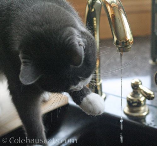 The best water fountain in the house © Colehauscats.com