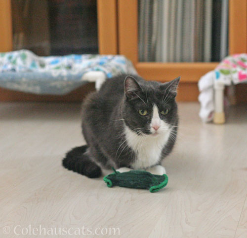 Tessa with Viola's toy © Colehauscats.com