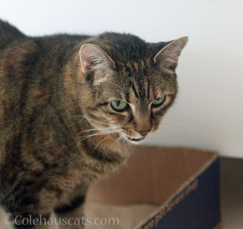Viola Niblet © Colehauscats.com