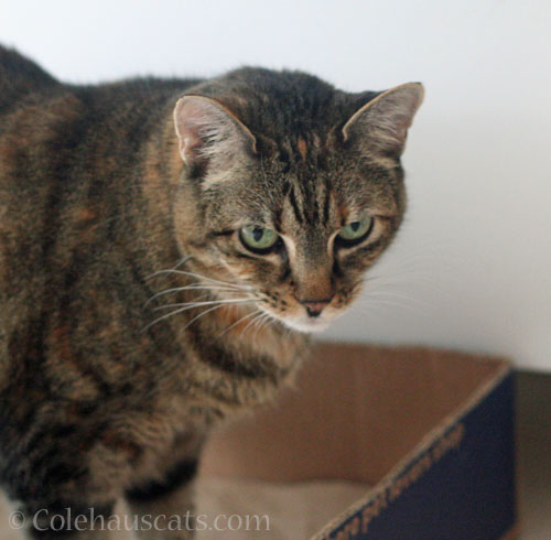 Viola Niblet © Colehauscats.com