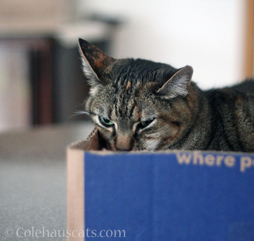 Annoyed Viola is annoyed © Colehauscats.com