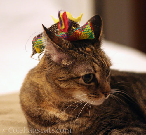 Things on Cats, Viola version © Colehauscats.com