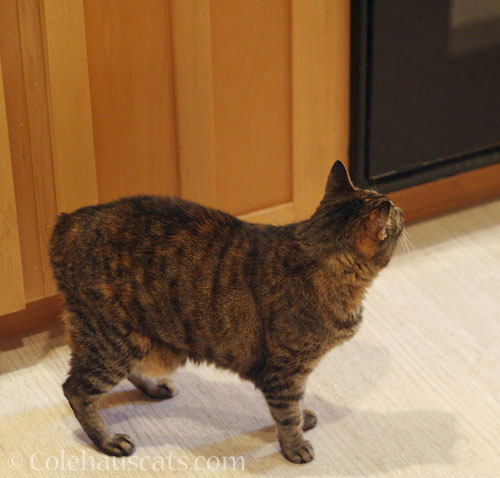 Viola watches Tessa at the faucet © Colehauscats.com