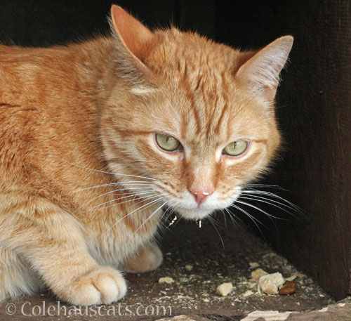 Visitor Zerbe, July 2026 © Colehauscats.com