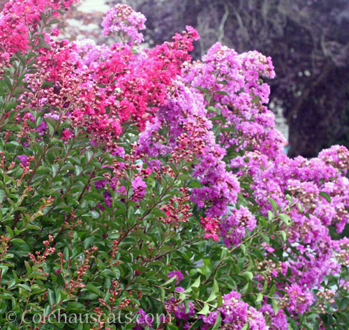 2 varieties of Crepe Myrtle, 2026 © Colehauscats.com