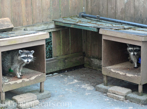 2 mama raccoons enjoying a late morning snack © Colehauscats.com