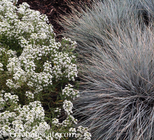 4th generation Alyssum and Blue Grass, 2026 © Colehauscats.com