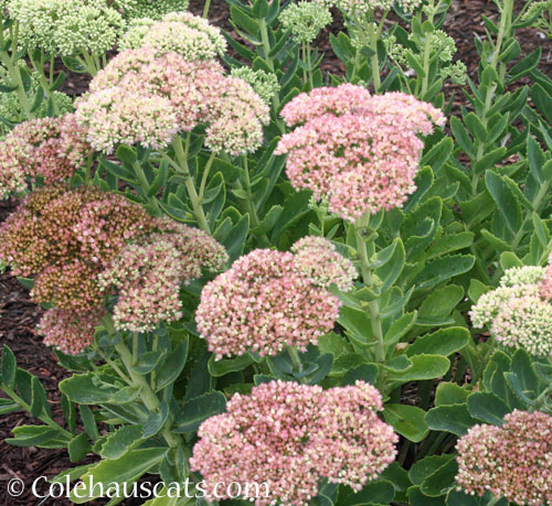 Sedum, Autumn Joy, 2026 © Colehauscats.com