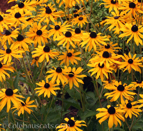 Black Eyed Susan, 2026 © Colehauscats.com