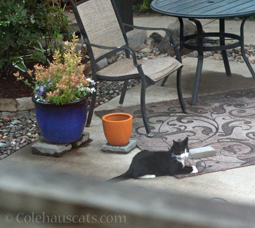 Neighborhood visitor Blueberry © Colehauscats.com